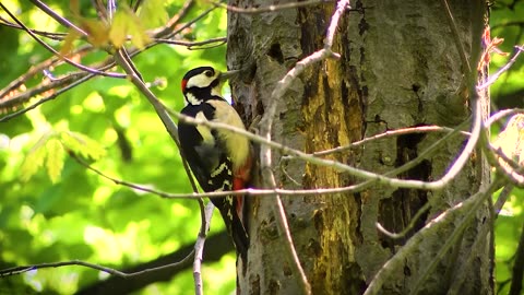 Woodpecker