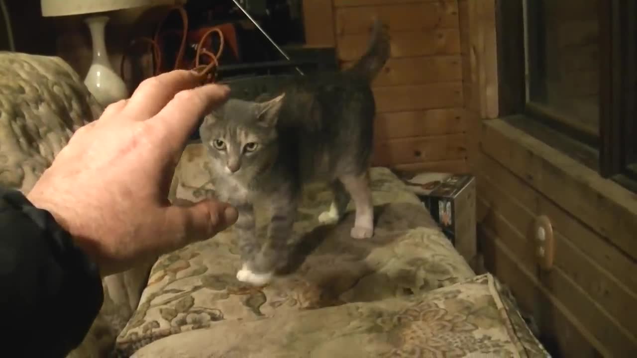 Cat gets mad after being called a chicken