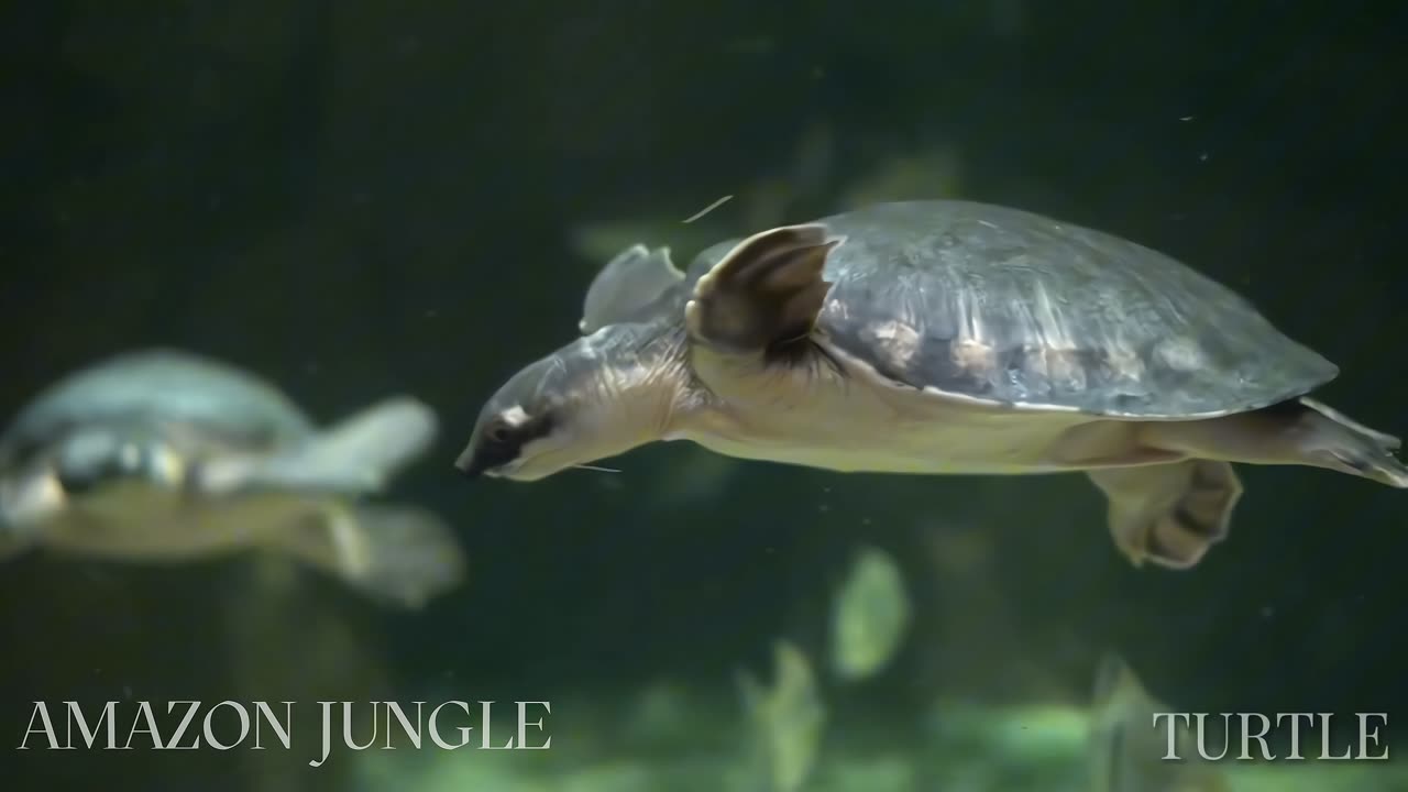 Exclusive: Turtle Swinging Underwater in the Amazon - Rare and Stunning Footage 🌊🐢✨