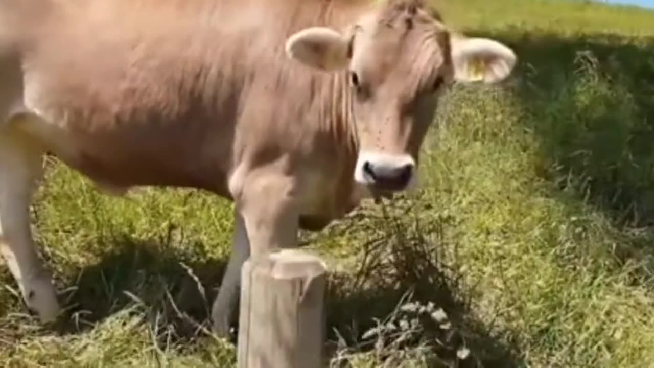 Ireland cow crazy