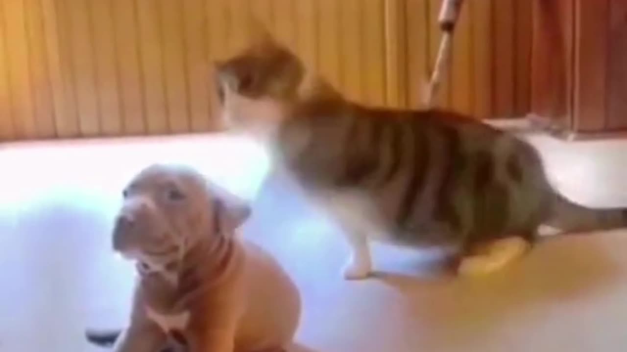 TRY NOT TO LAUGH FUNNY ANIMALS!!! #animals #funny #comedy