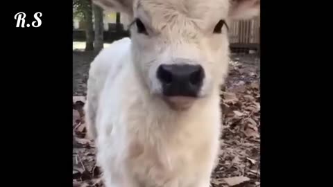 So beautiful animal video