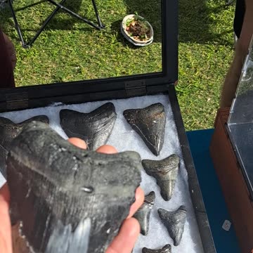 Megalodon was and I believe STILL IS the BIGGEST SHARK. 12/9/23