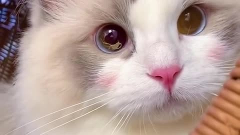 Aww Cute Cats Videos #catmeow Funny Animals Compilation😹 Try Not To Laugh Challenge MV59 #shorts