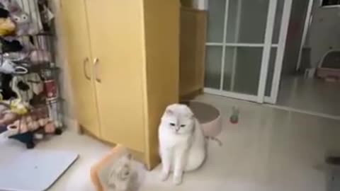 funny cat