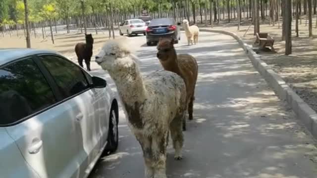 Cute alpaca