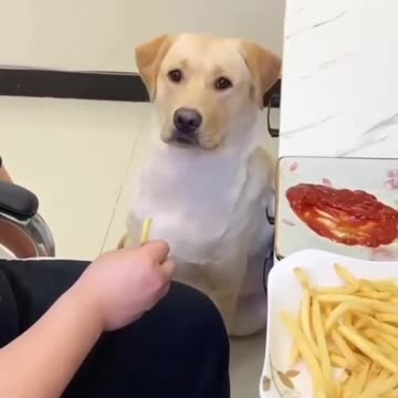 Funny dog eating chips 😋🤪