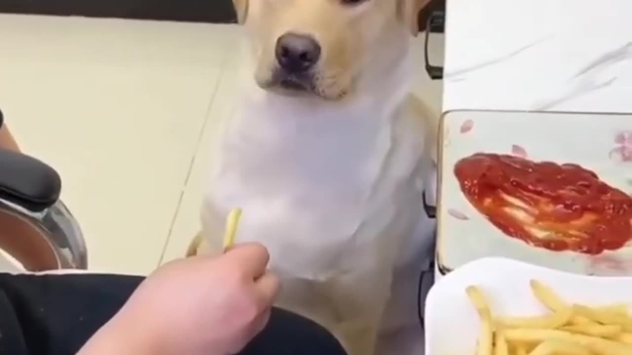 Funny dog eating chips 😋🤪