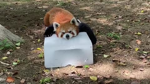 The red panda