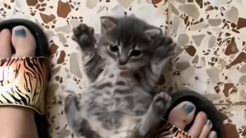 Angry cat video