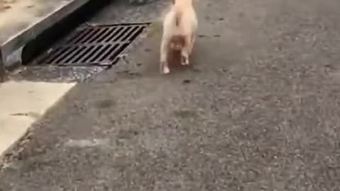 Funny cute pet