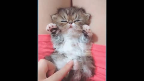 Funny and cute cats - short funny cat videos