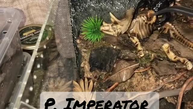 Emperor Scorpion Stinging Poison to the Superworm before eating