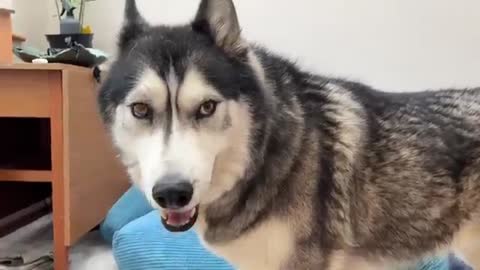 Husky WHISPERS to a Pigeon! But regrets it!