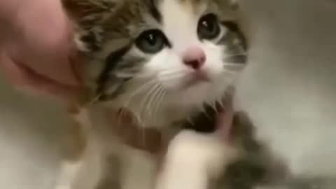 Funny cat and love