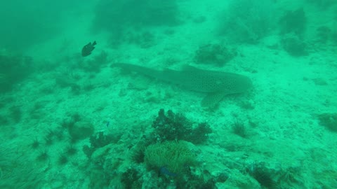 underwater fishes sea thailand shark