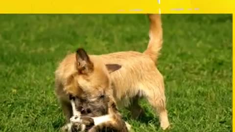 Funny Dogs and Cats Compilation #shorts