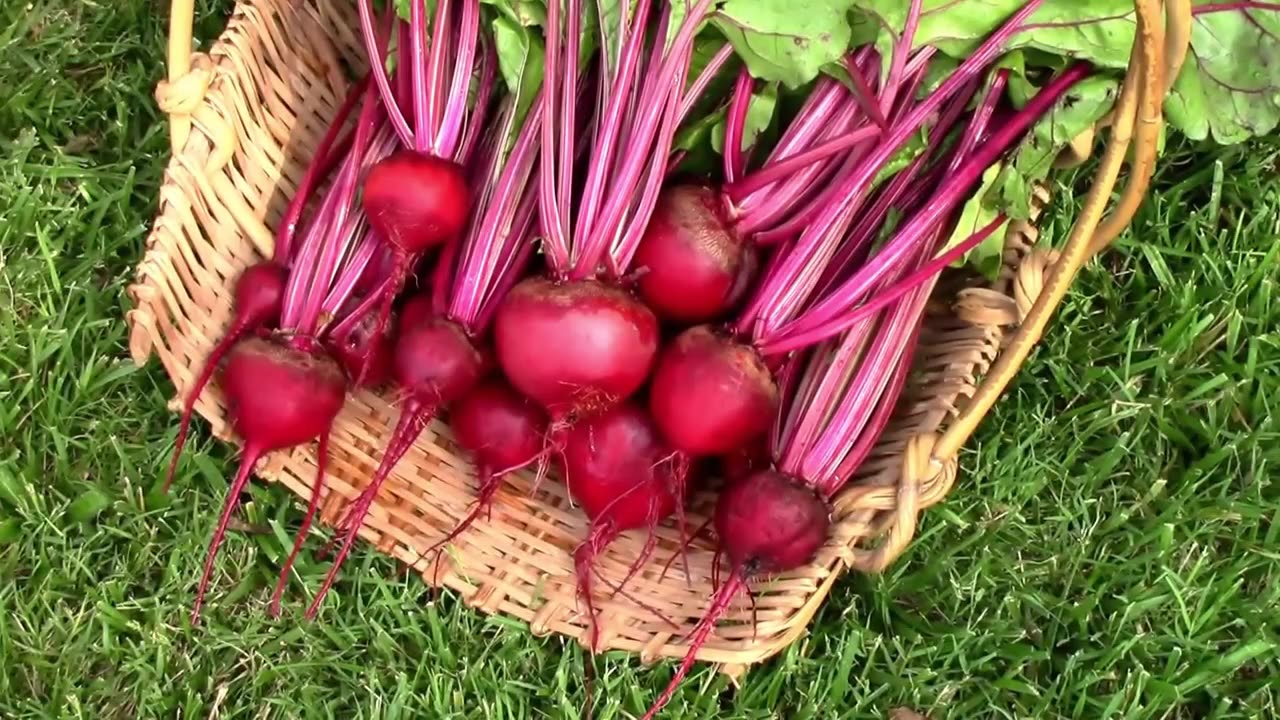 Harvesting Some Detroit Dark Red Beets