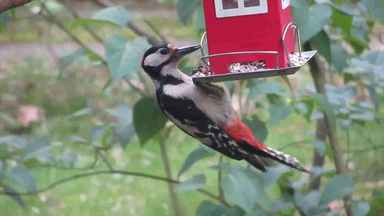 Nature and birds