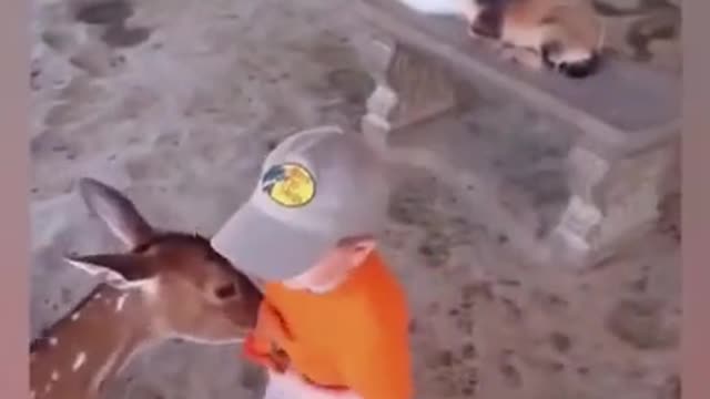 Funny Animals Reaction