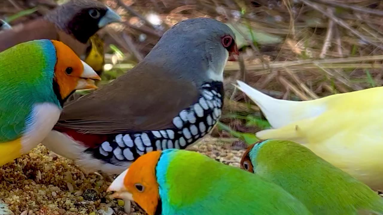 Gouldian Finches