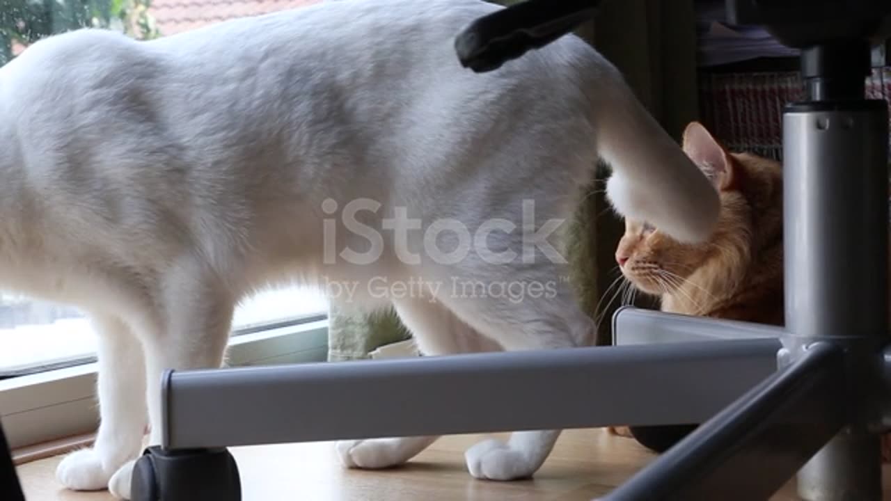 Cat Stock Video - 4K Resolution, Animal, Animal Body Part - iStock