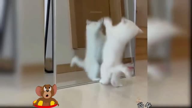 Cute baby cat in front of the mirror