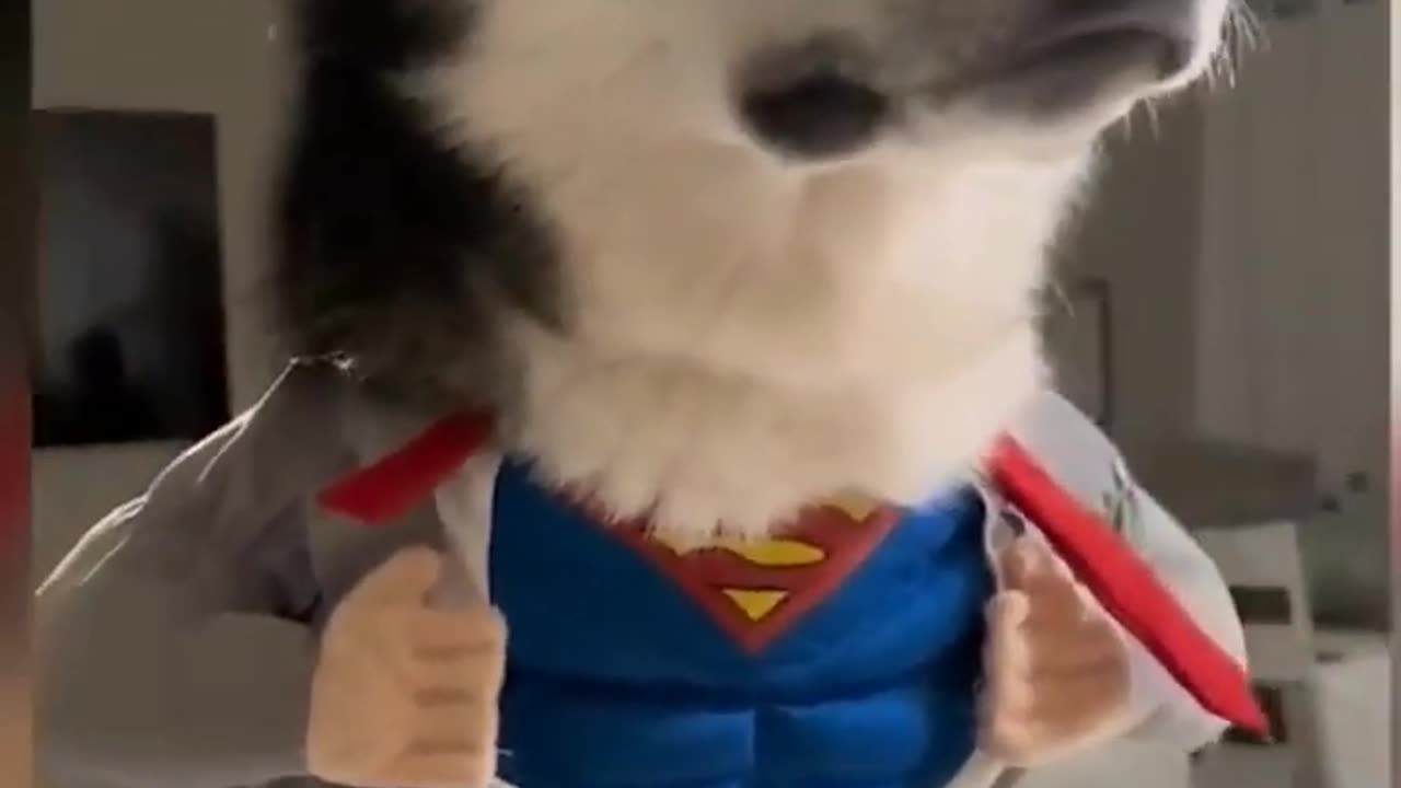 Fun with animals 😂😂