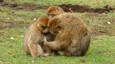 A couple of monkeys take care of their little ones