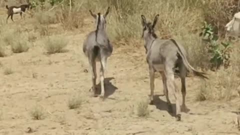 Donkey meeting 2023 #donkey #tranding #shorts #viral