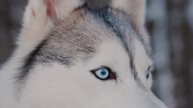 Funny dog 🐶 blue eye killer videos