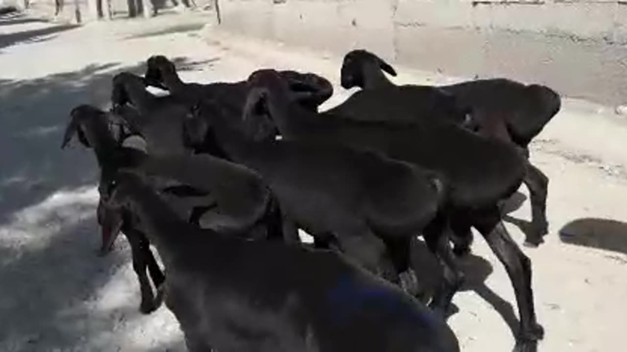 Black sheep looks cool, especially when there are a lot of them
