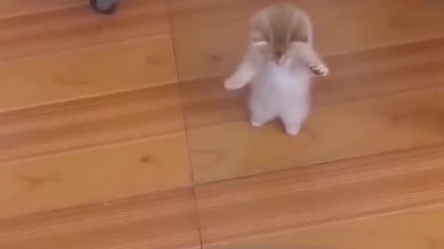 Adorable cat and dog Animal films that are amusing