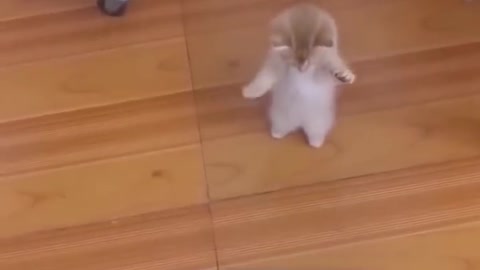Adorable cat and dog Animal films that are amusing