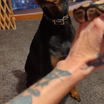 Doberman Getting To Know Samara Morrigan