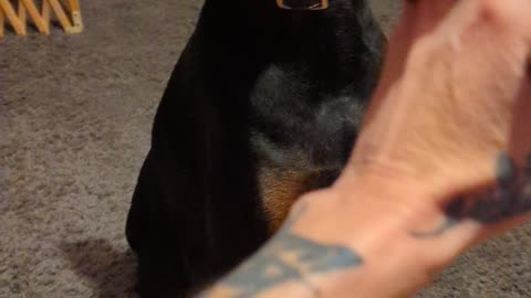 Doberman Getting To Know Samara Morrigan