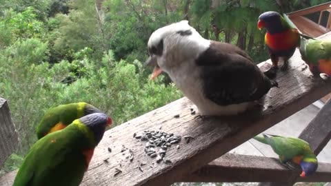 Funny Australian birds
