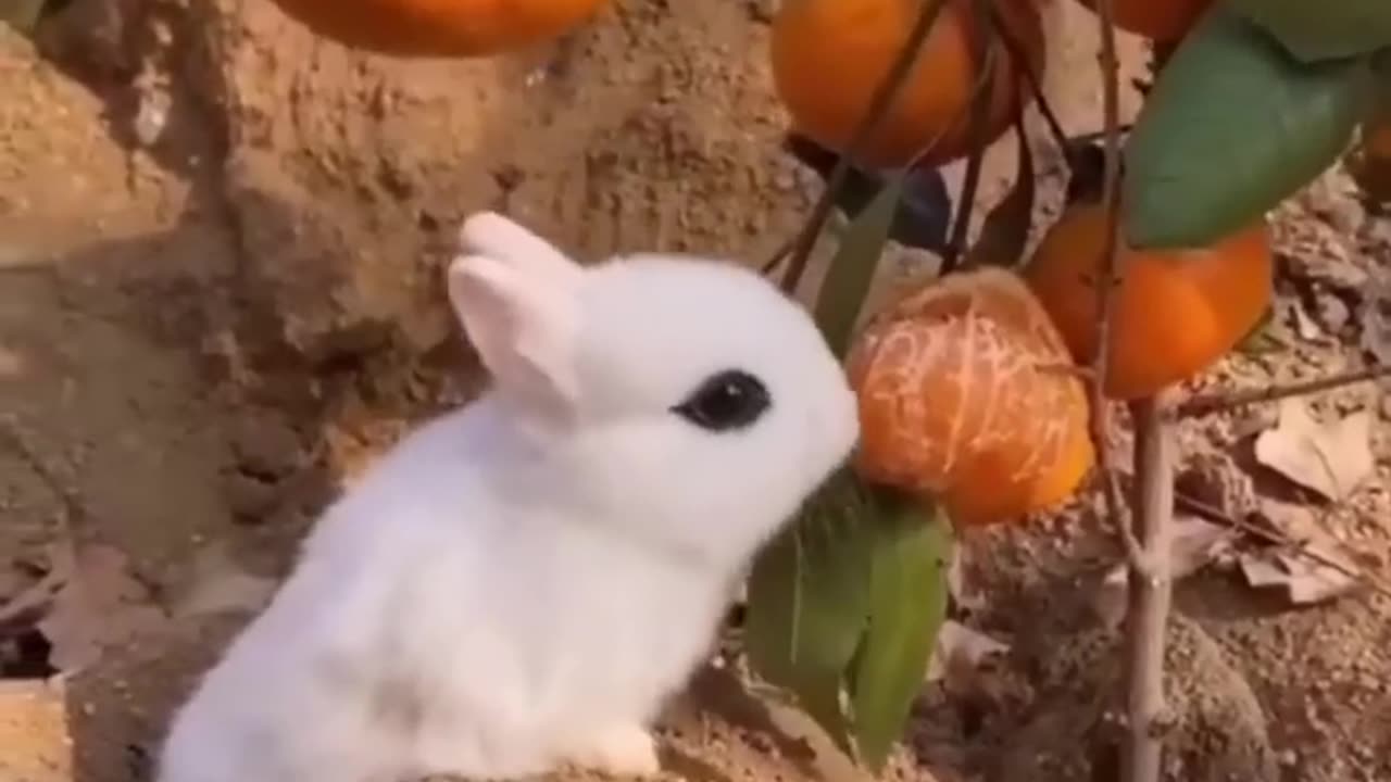 Funny animal video