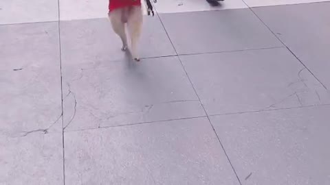 Dog going for a walk (follow me)