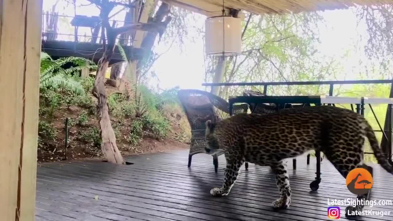 Leopard Walks Amongst People in Restaurant