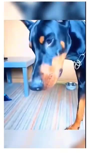 Dogs who have been betrayed…funny!!!