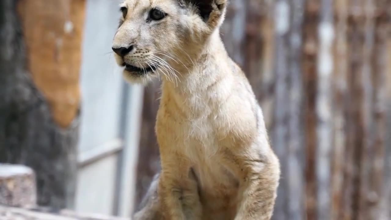 Cutest Lion cubs Roar Telling That he is a KING-baby lion roar Animalfuddu