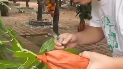 Manga sem caroço em outro país - parte 1