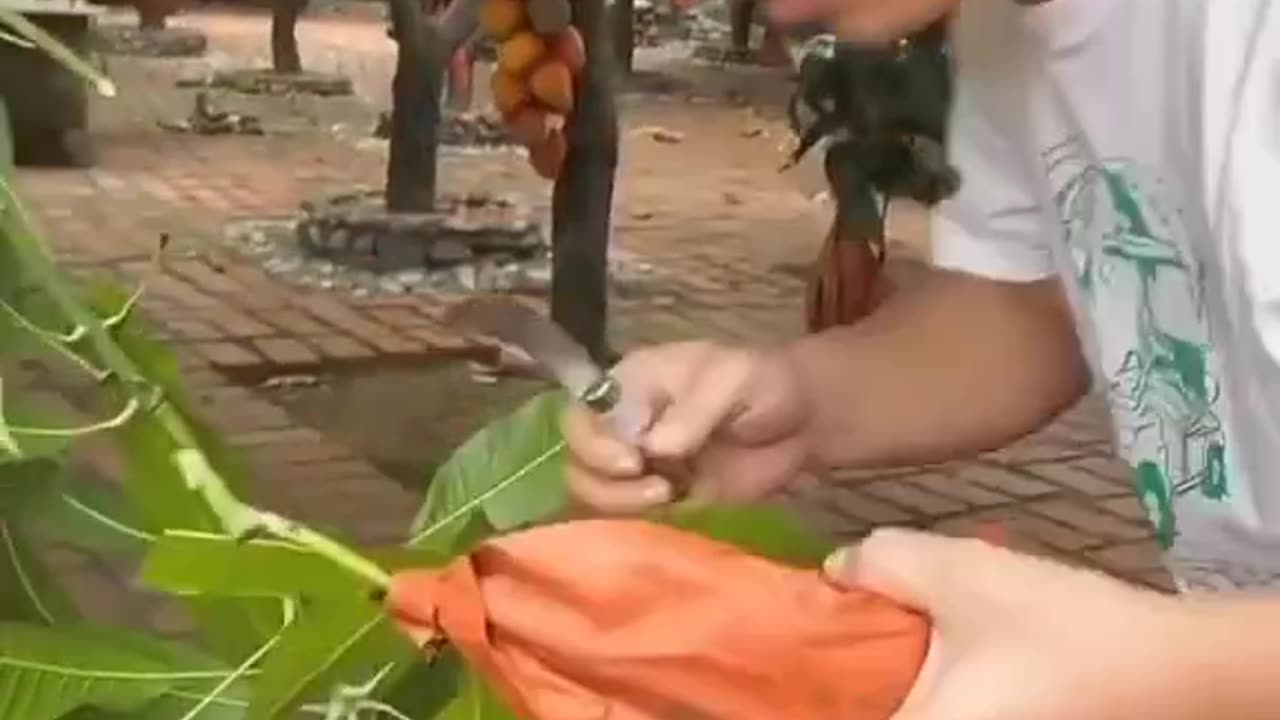 Manga sem caroço em outro país - parte 1