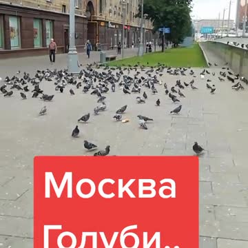 Tauben unter Einflußvon 5G?