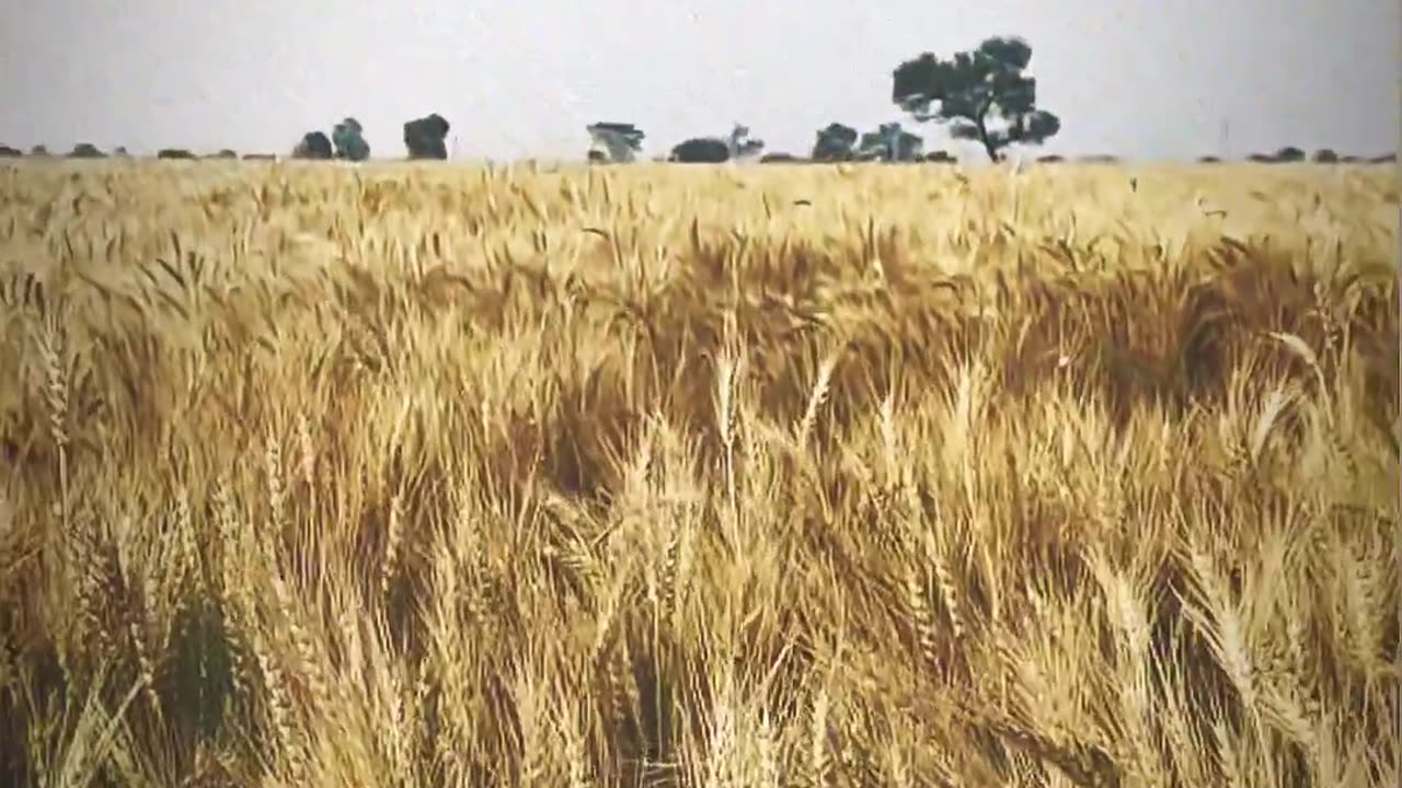 Middle class jat life goriye song satuts farmer
