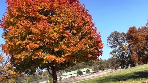 Orange Leaves Walk Path