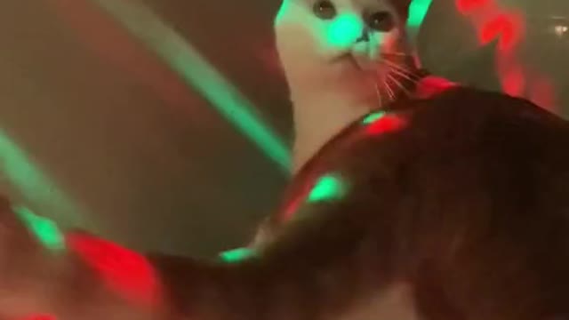 🕺 #catsoftiktok