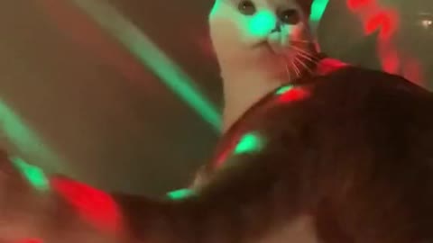 🕺 #catsoftiktok