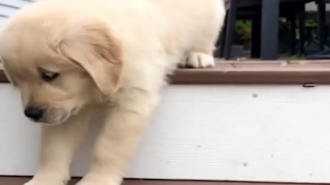 Cute things and puppies